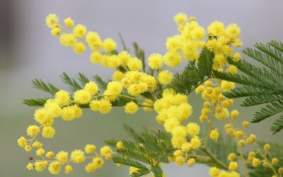 8 marzo, Giornata Internazionale della Donna